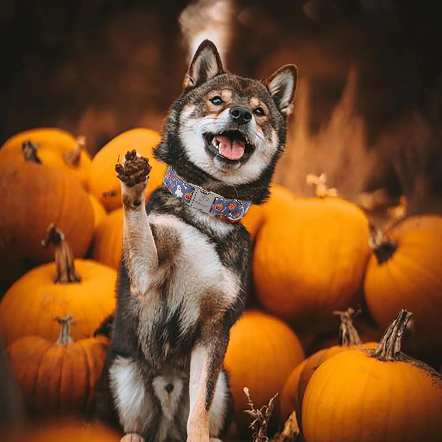Fall Pumpkin Latte Themed Adjustable Heavy-Duty Small Dog Collar with Metal Buckle, XS Size