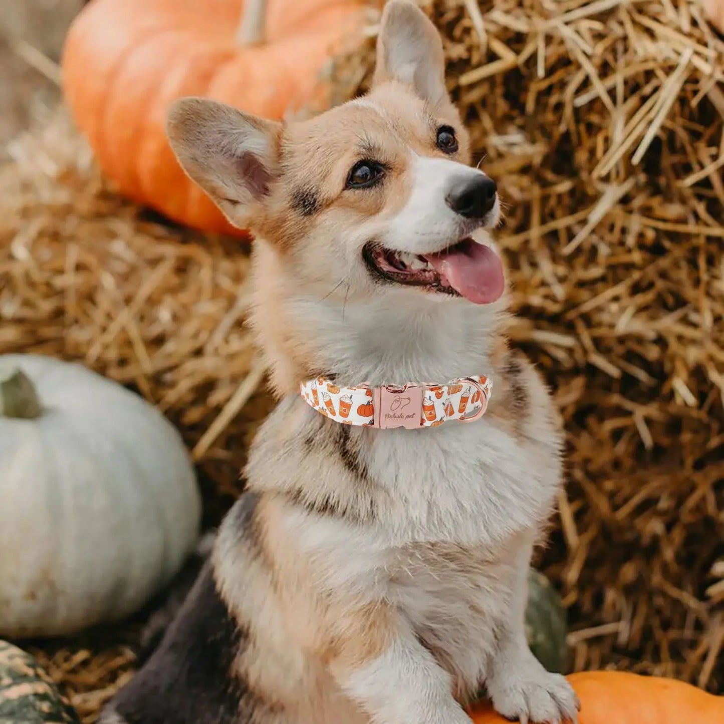 Fall Pumpkin Latte Themed Adjustable Heavy-Duty Small Dog Collar with Metal Buckle, XS Size